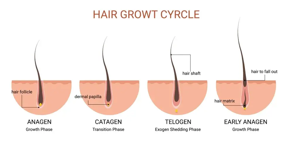 hair-loss-Telogen-new-jersey-6